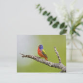 Gepilde Bunting Passerina ciris) zingend man Briefkaart (Staand voorkant)