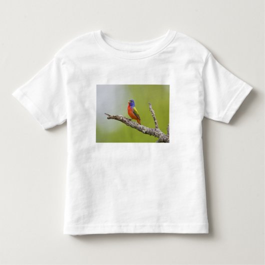 Gepilde Bunting Passerina ciris) zingend man Kinder Shirts (Voorkant)