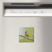 Gepilde Bunting Passerina ciris) zingend man Magneet (Insitu (Vaatwasser))