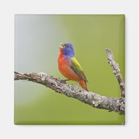 Gepilde Bunting Passerina ciris) zingend man Magneet (Voorkant)