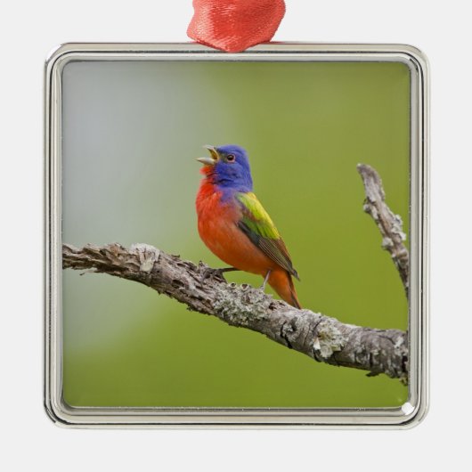 Gepilde Bunting Passerina ciris) zingend man Metalen Ornament (Voorkant)