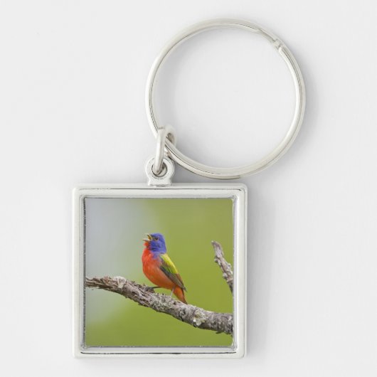 Gepilde Bunting Passerina ciris) zingend man Sleutelhanger (Voorkant)