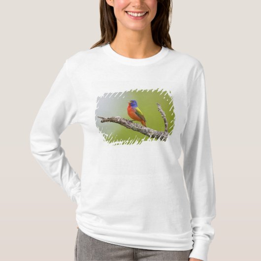 Gepilde Bunting Passerina ciris) zingend man T-shirt (Voorkant)