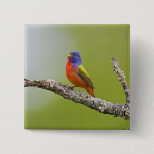 Gepilde Bunting Passerina ciris) zingend man Vierkante Button 5,1 Cm