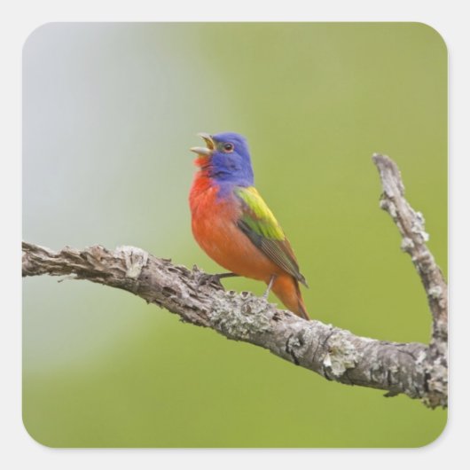 Gepilde Bunting Passerina ciris) zingend man Vierkante Sticker (Voorkant)