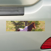 Gepilde Pony door de pine Bumpersticker (Op auto)