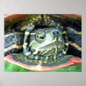 Gepilde schildpad (Chrysemys picta) 2 Poster (Voorkant)
