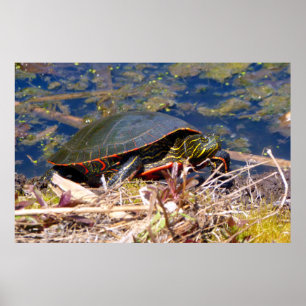 Gepilde schildpad (Chrysemys picta) 3 Poster