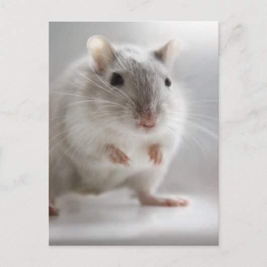 GEPLAATST OM U TE ontmoeten Briefkaart (Voorkant)