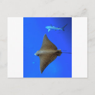 Gepootte adelrog en rif haai onder water briefkaart