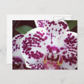 Gepootte orchidee Briefkaart (Voorkant / Achterkant)