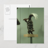 Gepotte kunk; museumtentoonstelling briefkaart (Voorkant / Achterkant)