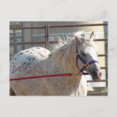 Gepotte Pony Briefkaart (Voorkant)