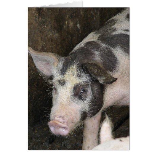 Gepotteerde HOG Alle keren (Voorkant)