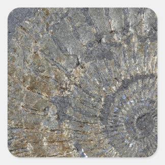 Gepyritiseerd ammoniet vierkante sticker