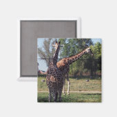 Geraffineerde Giraffes magneet (Voorkant / Achterkant)