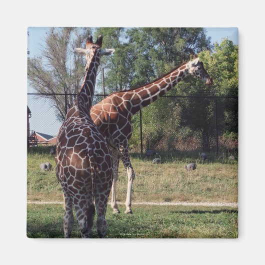 Geraffineerde Giraffes magneet (Voorkant)