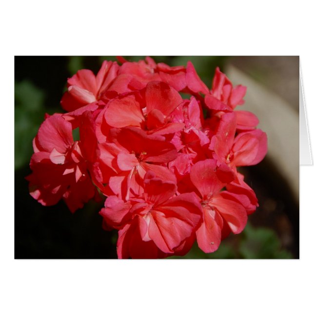 Géranium (Devant horizontal)