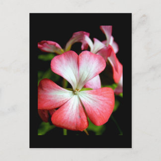 Geranium 'Alberta' Briefkaart