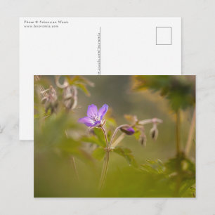 Geranium Bloem Natuur Foto Briefkaart