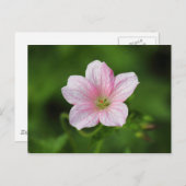 Geranium Briefkaart (Voorkant / Achterkant)