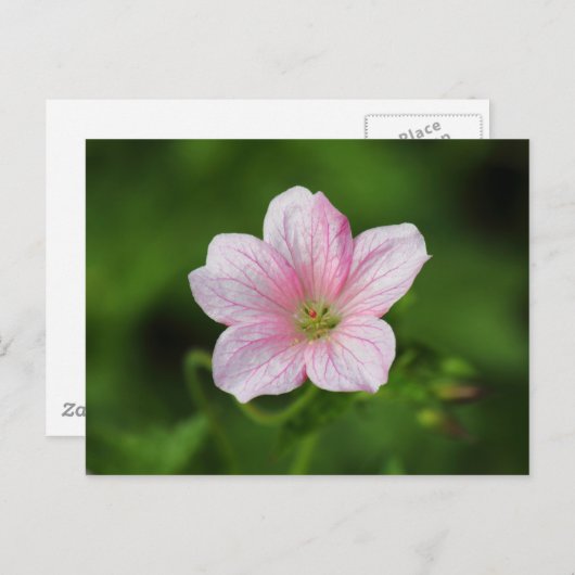 Geranium Briefkaart (Voorkant / Achterkant)