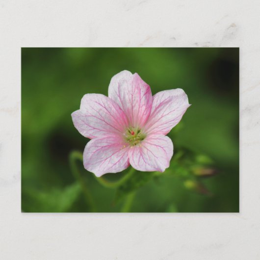 Geranium Briefkaart (Voorkant)