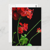 Geranium Briefkaart (Voorkant / Achterkant)