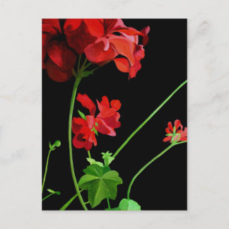 Geranium Briefkaart