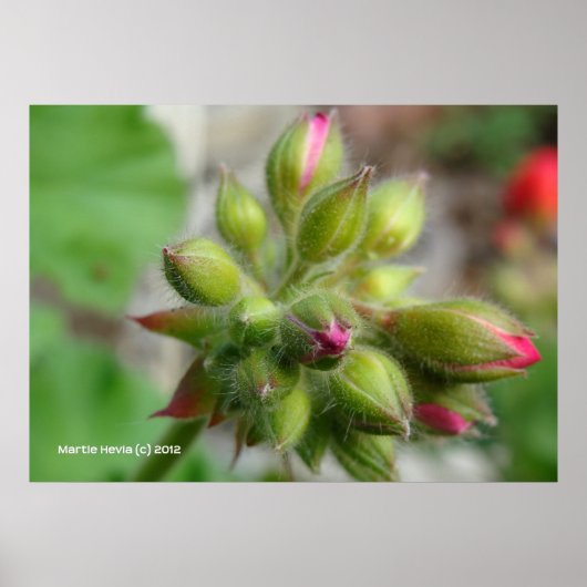 Geranium Buds Poster (Voorkant)