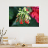 Geranium Buds Poster (Keuken)