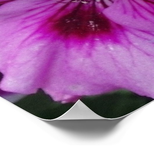 Geranium Care Poster (Hoek)