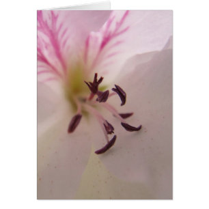 Geranium Center Kaart