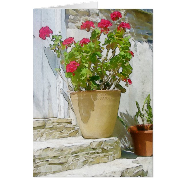 Géranium de couleur rouge (Devant)