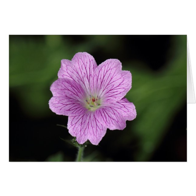 Geranium Endressii (Devant horizontal)