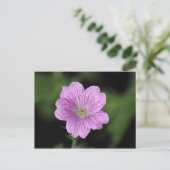 Geranium Endressii Briefkaart (Staand voorkant)