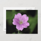 Geranium Endressii Briefkaart (Voorkant / Achterkant)