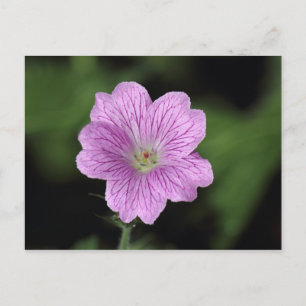 Geranium Endressii Briefkaart