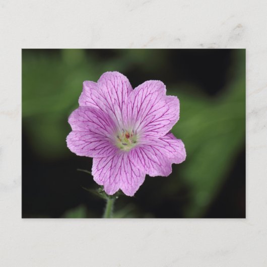 Geranium Endressii Briefkaart (Voorkant)