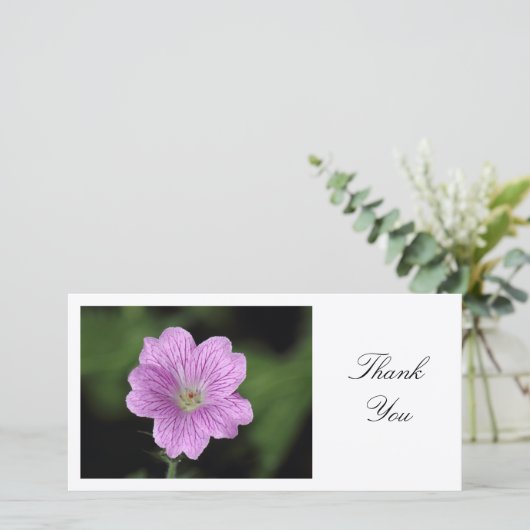 Geranium Endressii - Merci (Debout devant)