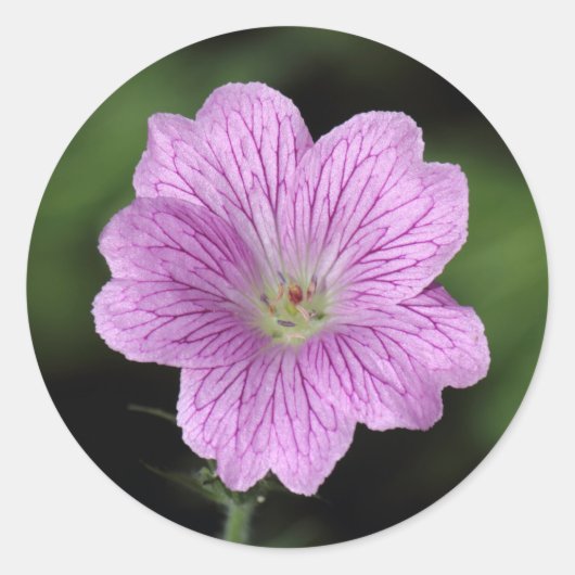 Geranium Endressii Ronde Sticker (Voorkant)
