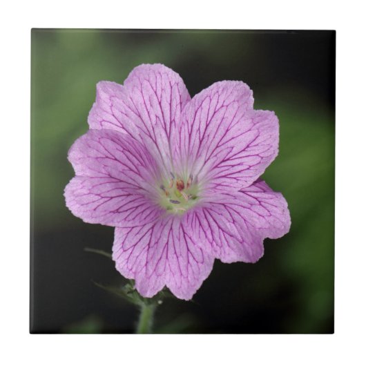 Geranium Endressii Tegeltje (Voorkant)