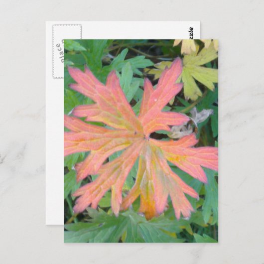 Geranium Leaf Briefkaart (Voorkant / Achterkant)