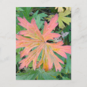 Geranium Leaf Briefkaart