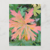 Geranium Leaf Briefkaart (Voorkant)