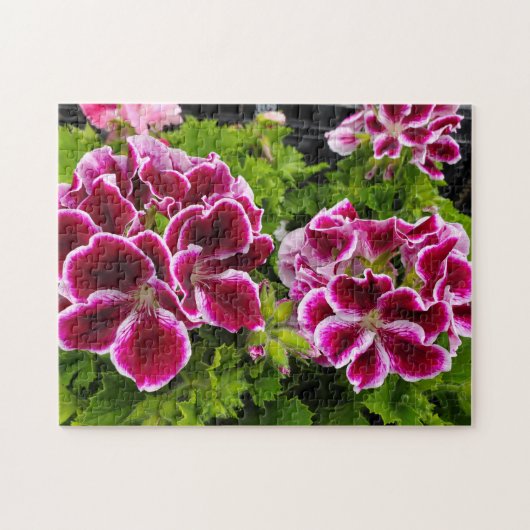 Geranium Legpuzzel (Horizontaal)