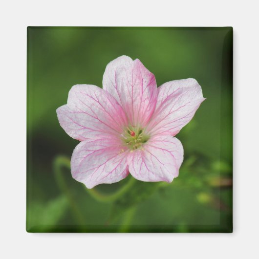 Geranium Magneet (Voorkant)