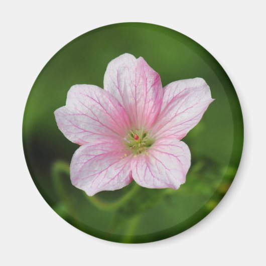 Geranium Magneet (Voorkant)