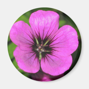 Geranium Magnet Magneet