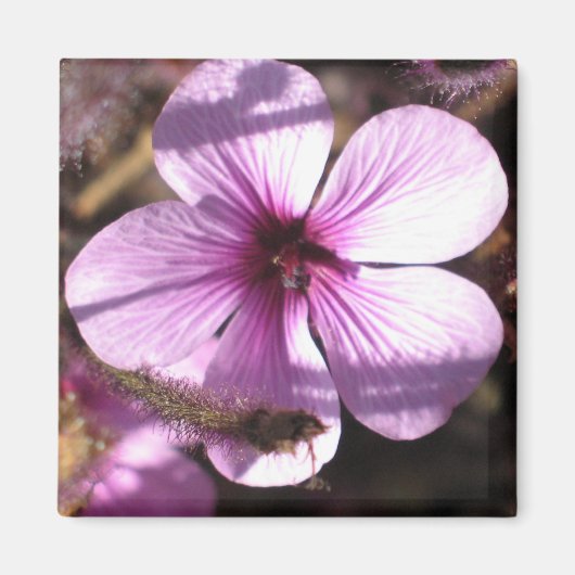 Geranium Magnet Magneet (Voorkant)